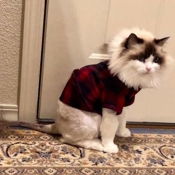 Plaid Dog Puppy Shirt Size XS - Picture 12 of 14